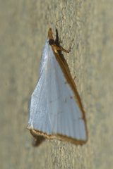 Ramila