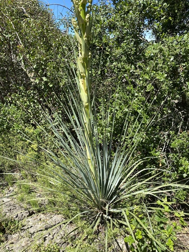 Nolina cismontana