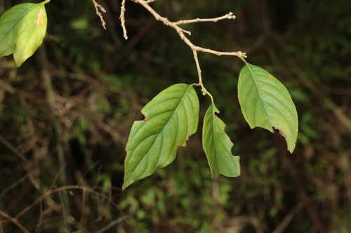 Turraea pubescens observed 2026-07-15