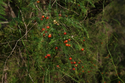 Asparagus africanus, photograph 6