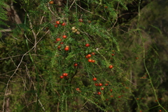 Asparagus africanus, photograph (c) Greg Tasney, some rights reserved (CC BY-SA)