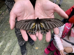 Troides aeacus formosanus