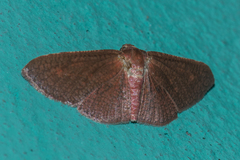 Thyrididae