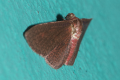 Thyrididae