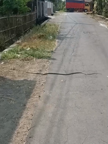 Indo-Chinese Rat Snake