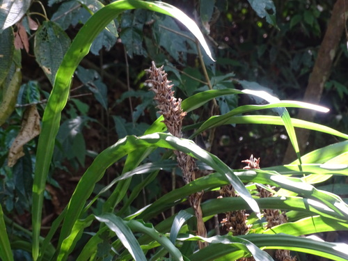 Pitcairnia imbricata, photograph 1
