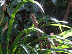 Pitcairnia imbricata, photograph (c) Alexis López Hernández, some rights reserved (CC BY)