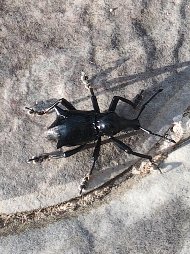 Gymnopholus observed 2026-07-16