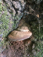 Ganoderma brownii