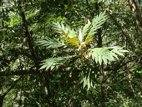Bocconia arborea, photograph 1