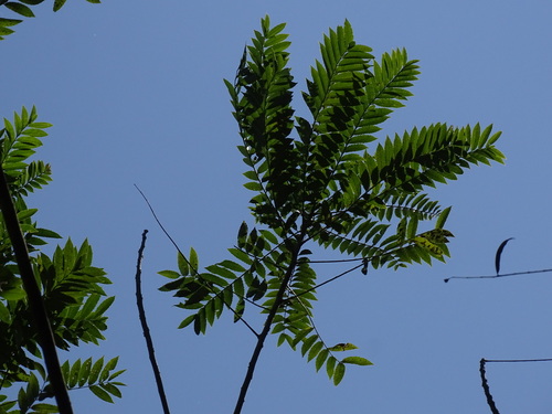 Zanthoxylum rhoifolium, photograph 5