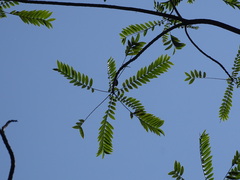 Zanthoxylum rhoifolium, photograph (c) Alexis López Hernández, some rights reserved (CC BY)