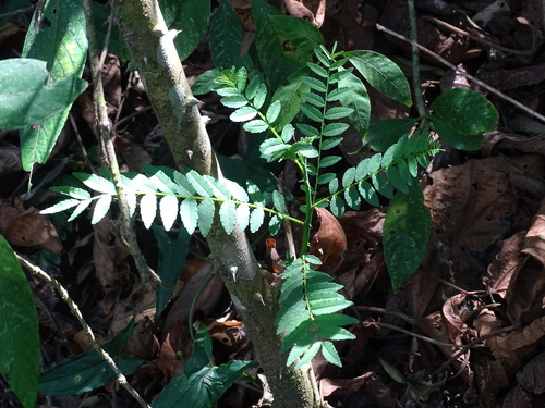 Zanthoxylum rhoifolium, photograph 3