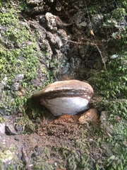 Ganoderma brownii