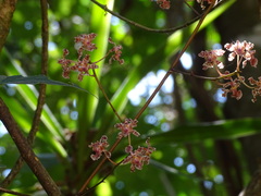Trichocentrum oerstedii, photograph (c) Alexis López Hernández, some rights reserved (CC BY)