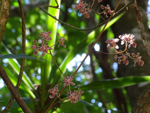 Trichocentrum oerstedii, photograph 1