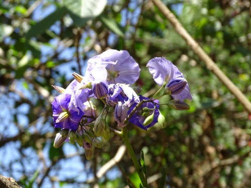 Solanum wendlandii, photograph 1