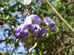 (c) Alexis López Hernández, some rights reserved (CC BY) Solanum wendlandii, photograph (c) Alexis López Hernández, some rights reserved (CC BY)