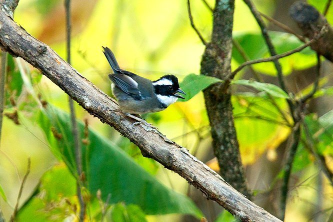 Black-Capped Sparrow