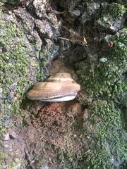 Ganoderma brownii