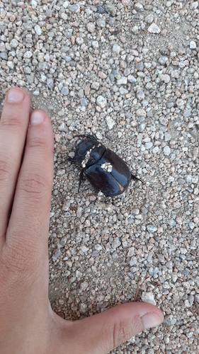 Iberian rhinoceros beetle