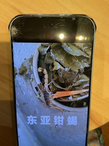Chinese Scorpion