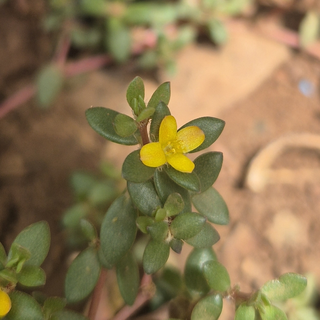 Portulaca quadrifida; photograph (c) Jahnavee Palsodkar (she/her), some rights reserved (CC BY)