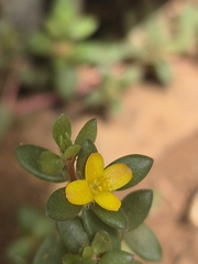 (c) Jahnavee Palsodkar (she/her), some rights reserved (CC BY) Portulaca quadrifida, photograph (c) Jahnavee Palsodkar (she/her), some rights reserved (CC BY)