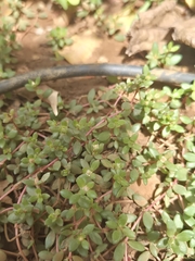 (c) Jahnavee Palsodkar (she/her), some rights reserved (CC BY) Portulaca quadrifida, photograph (c) Jahnavee Palsodkar (she/her), some rights reserved (CC BY)