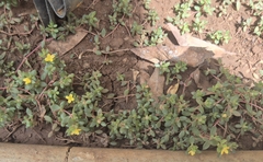 Portulaca quadrifida, photograph (c) Jahnavee Palsodkar (she/her), some rights reserved (CC BY)