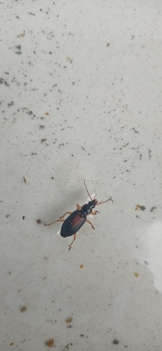 Dolichus halensis
