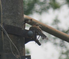 Campylorhynchus rufinucha