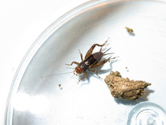 Neonemobius mormonius