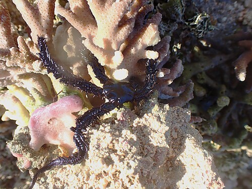 Ophiocoma erinaceus observed 2026-07-14