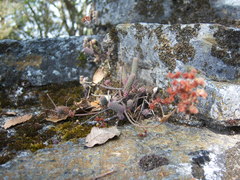 Sedum jurgensenii