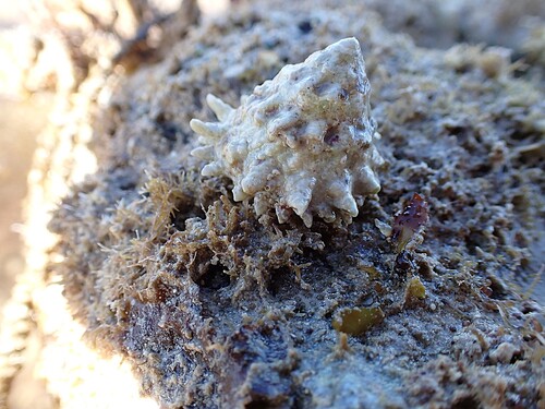 Astralium rhodostoma observed 2026-07-14