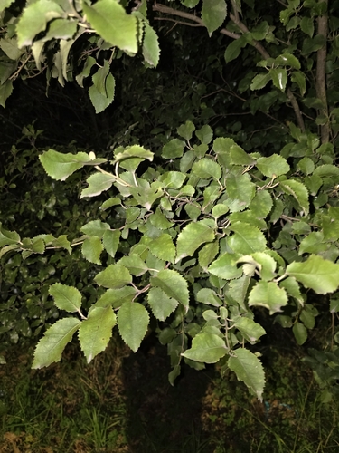 Hoheria populnea, photograph 6