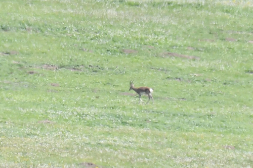 Tibetan Gazelle
