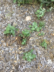 Malacothamnus arcuatus