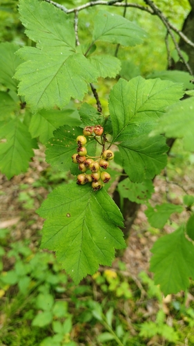 Crataegus sanguinea, photograph 6