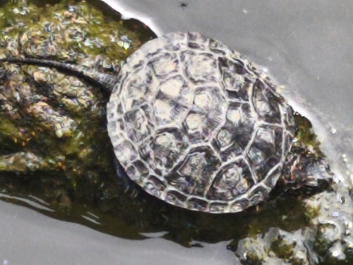 European Pond Turtle