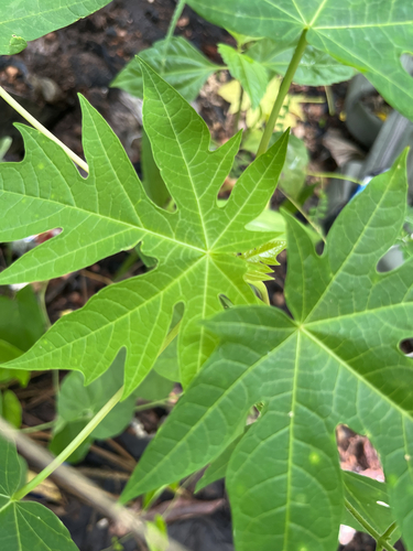 Papaya