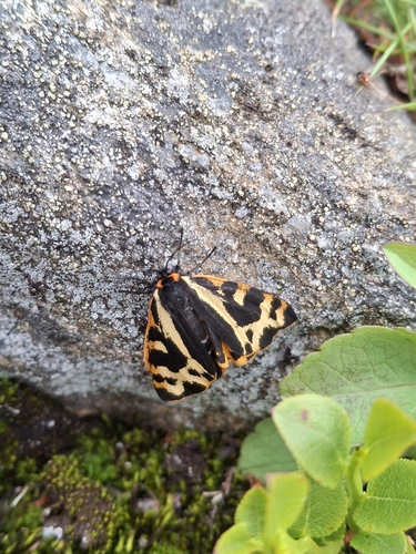 Wood Tiger