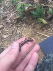 Scincella formosensis