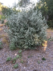 Malacothamnus arcuatus