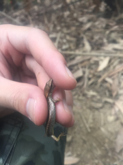 Scincella formosensis