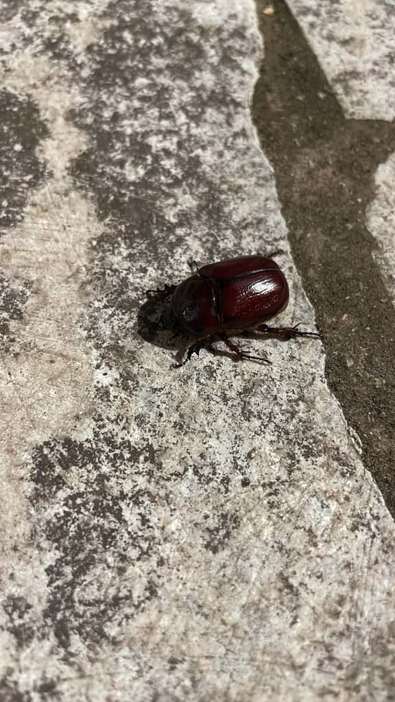 Phyllognathus excavatus