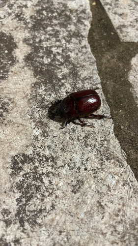 Phyllognathus excavatus