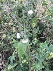 Sonchus oleraceus