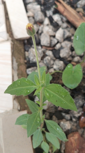 Tridax Daisy